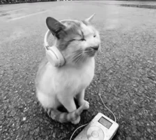 Cat listening to music through headphones