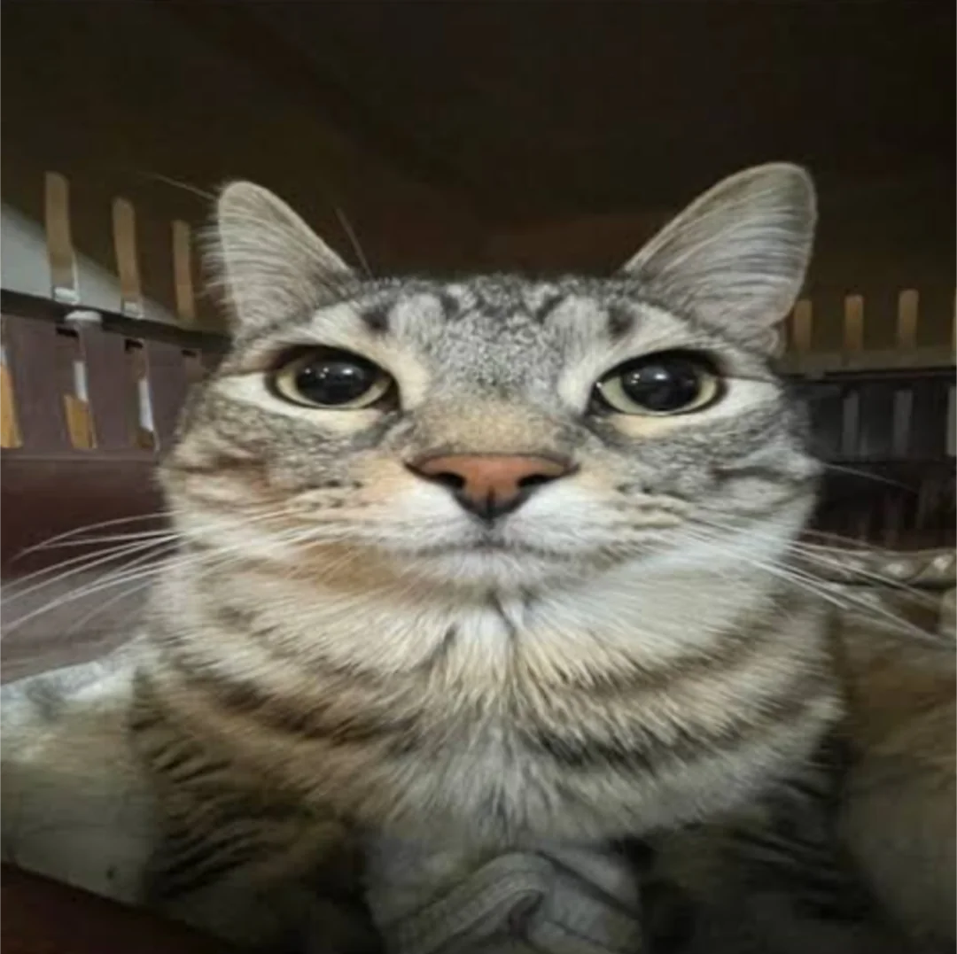 Cat staring intensely into the camera